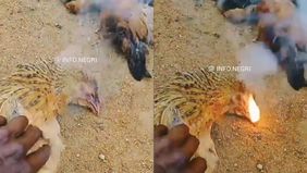 Kematian mendadak sekitar 12 ayam di sebuah desa di Sakleshpur, India, pada Rabu, 18 Desember 2024, menimbulkan rasa penasaran di kalangan warga. Peristiwa tersebut membuat masyarakat setempat heran dan mencari tahu penyebabnya.