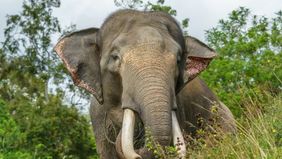 Sebuah kereta penumpang di Sri Lanka keluar dari rel setelah menabrak kawanan gajah liar yang sedang melintas.