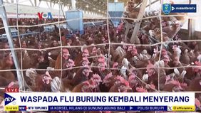 Pemerintah California, Amerika Serikat, Menyatakan Keadaan Darurat Flu Burung.
