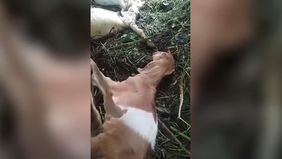 Kematian Kambing-Kambing Terjadi Mendadak Dan Masih Dalam Penyelidikan Lebih Lanjut. 
