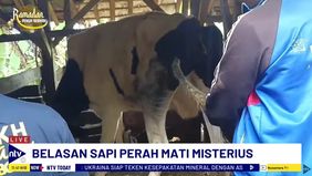 Penyebab Kematian Sapi Perah Diduga Akibat Serangan Penyakit Mulut Dan Kuku.
