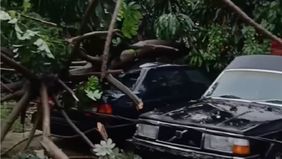 Hujan deras disertai angin kencang yang melanda kawasan Pancoranmas, Depok, menyebabkan sebuah pohon besar tumbang di Jalan Mujair Raya.