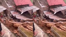 Pohon yang sudah lapuk dimakan rayap membuatnya tumbang.
