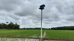 Menteri Pekerjaan Umum (PU) Dody Hanggodo menyampaikan bantuan 1.000 ekor burung hantu yang diberikan Presiden Prabowo Subianto menjadi solusi alami untuk mengatasi serangan hama tikus di kawasan pertanian, khususnya di Majalengka, Jawa Barat.
