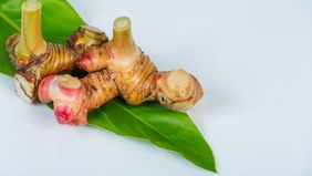 Kencur adalah tanaman rempah tradisional Indonesia yang tidak hanya dijadikan bumbu dapur, namun juga memiliki segudang khasiat. Kencur merupakan solusi alami untuk tubuh yang lebih sehat dan bugar. 