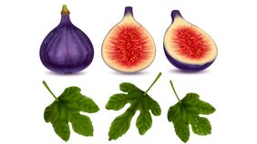 Buah tin, si buah surga ini memiliki banyak kandungan manfaat yang baik untuk tubuh seperti kandungan antioksidan, serat, dan nutrisi penting lainnya. Dengan mengonsumsi buah ini membantu menjaga pencernaan, mengontrol gula darah dan lain-lain.