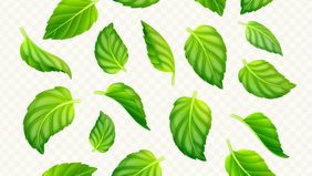 Daun bidara adalah tanaman herbal yang kaya manfaat yang biasa digunakan dalam pengobatan tradisional maupun praktik spiritual karena kandungannya.