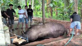 Kematian mendadak sapi kurban milik Presiden Prabowo Subianto di Polewali Mandar, Sulawesi Barat, menjadi pengingat serius akan perlunya pengawasan ketat terhadap kesehatan hewan kurban, terlebih menjelang Idul Adha yang semakin dekat.