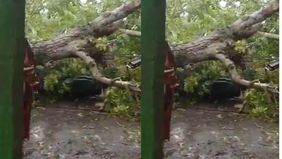 Sebuah pohon besar tumbang di Bulak, Kecamatan Winongan, Kabupaten Pasuruan, Senin (26/5/2025) siang. Pohon menimpa sepeda motor dan kabel listrik PLN hingga menutup akses jalan. Warga dan petugas masih berupaya evakuasi. Tetap waspada saat melintas 