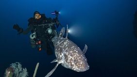 Sebuah tonggak penting dalam sejarah penelitian kelautan Indonesia tercipta saat tim ilmuwan dari Universitas Pattimura (Unpatti) Ambon, bersama mitra nasional dan internasional, berhasil merekam keberadaan hidup ikan purba coelacanth.