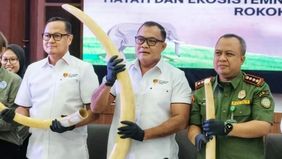 Potongan gading yang telah diamankan akan dikirimkan ke Universitas Gadjah Mada (UGM) untuk dilakukan pengujian DNA. 
