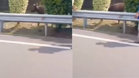 Pengguna jalan tol Jakarta-Serpong dikejutkan oleh pemandangan tak biasa pada Jumat pagi. Sebuah video yang viral di media sosial menunjukkan seekor sapi berlarian bebas di ruas tol, menyebabkan kemacetan dan kepanikan warga.