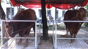 Prabowo Subianto dan Gibran Rakabuming menyerahkan sapi jumbo untuk kurban idul adha di Istiqlal, dan diwakilkan oleh Pratikno.
