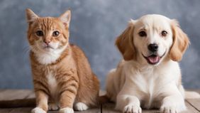 Pemprov Jakarta sedang mempersiapkan program inovatif berupa layanan BPJS untuk hewan peliharaan seperti anjing dan kucing.