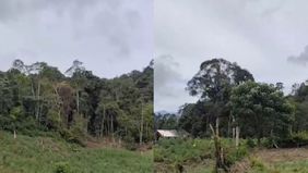 Dittipidnarkoba Bareskrim Polri berhasil mengungkap ladang ganja seluas 25 hektare di kawasan Beutong Ateuh Banggala, Kabupaten Nagan Raya, Aceh. Hal ini merupakan hasil pengembangan dari penangkapan kurir jaringan peredaran ganja lintas provinsi Ace
