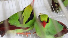 Kementerian Kehutanan (Kemenhut) mengungkap kasus pengiriman satwa liar dilindungi di Sumatera Selatan. Sebanyak 711 ekor burung berhasil diamankan, dan kasus tersebut kini resmi naik ke tahap penyidikan. 