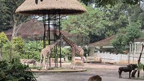 Pemerintah Kota Bandung, Jawa Barat, mendesak Kementerian Kehutanan (Kemenhut) untuk mengevaluasi kembali izin konservasi eks situ yang diberikan kepada pengelola Bandung Zoo. 