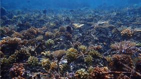 Kondisi terumbu karang hasil restorasi di perairan Pulau Bontosua, Sulawesi Selatan, kini dinilai memiliki keindahan yang setara dengan terumbu karang sehat alami.