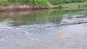 Ditemukan tubuh seseorang tanpa identitas yang berjenis kelamin perempuan tersangkut (usia 35-40 tahun) di delta Sungai Brantas daerah Bendosari Ngantru atau timurnya jembatan Ngujang 1 pada pagi ini (08/07)