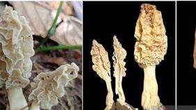 Spesies ini diberi nama Morchella rinjaniensis, merujuk pada lokasi penemuannya, dan menjadi spesies jamur Morchella tropis pertama dari Indonesia yang dideskripsikan secara ilmiah melalui pendekatan morfologi dan analisis molekuler.