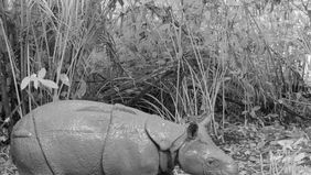 Kementerian Kehutanan (Kemenhut) menegaskan bahwa Indonesia terus berkomitmen melestarikan populasi badak jawa (Rhinoceros sondaicus) yang saat ini berstatus sangat terancam punah, termasuk melalui pembentukan suaka khusus sebagai langkah konservasi.