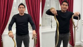 Bupati Indramayu Lucky Hakim kembali membuat gebrakan untuk mengusir hama tikus di sawah, dengan melepas ribuan ular ke sawah warga.