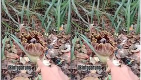 Bukan tanpa alasan sebab bunga tersebut mengeluarkan aroma bau yang khas. Belum diketahui jenis Bunga Bangkai tersebut, namun ada yang menyebutkan bahwa Bunga Bangkai ini sejenis Bunga Suweg.