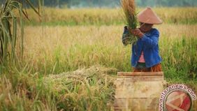 Badan Pusat Statistik (BPS) melaporkan bahwa peningkatan luas panen padi pada Juli 2025 juga diikuti oleh kenaikan produksi padi.