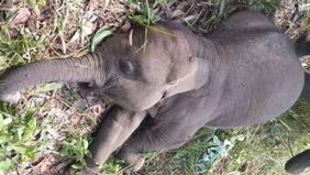 Balai Taman Nasional Tesso Nilo (TNTN) Provinsi Riau mengumumkan hasil pemeriksaan laboratorium yang memastikan anak gajah Kalistha Lestari atau Tari mati akibat terinfeksi Elephant Endotheliotropic Herpes Viruses (EEHV).