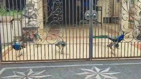  Dinas Ketahanan Pangan, Kelautan, dan Pertanian (KPKP) Provinsi DKI Jakarta memastikan bahwa burung merak yang sempat viral di Jalan Baladewa, Kelurahan Duren Sawit, Jakarta Timur, adalah milik Anggota Komisi III DPR, Bambang Soesatyo (Bamsoet).