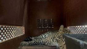 Seekor macan tutul membuat heboh warga setelah masuk ke Hotel Anugerah yang berlokasi di Jalan Padasaluyu, Kecamatan Sukasari, Kota Bandung, pada Senin pagi. Proses evakuasi berlangsung selama tiga jam sebelum hewan liar itu berhasil diamankan.