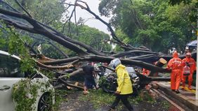 Pohon berukuran besar yang tumbang di kawasan Dharmawangsa, Jakarta Selatan, pada Kamis, 30 Oktober 2025 menyebabkan satu orang meninggal dunia.