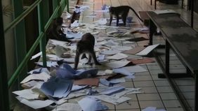 Aksi sekelompok monyet membuat heboh lingkungan kampus Institut Pertanian Bogor (IPB). 