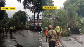 Sebuah pohon beringin berukuran besar tumbang di Jalan Minangkabau, Jakarta Selatan, pada Senin 3 November 2025 sore. Kejadian tersebut mengganggu arus lalu lintas di sekitar lokasi dan berdampak pada layanan Bus TransJakarta.