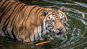 Pengelola Taman Margasatwa Ragunan (TMR), Jakarta Selatan, menegaskan bahwa penyediaan pakan untuk seluruh satwa di kawasan konservasi tersebut telah dilakukan sesuai standar kebutuhan nutrisi, kesehatan, dan perawatan harian.