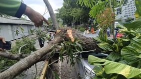 Direktorat Lalu Lintas Polda Metro Jaya memastikan bahwa insiden pohon tumbang di Jalan Sisingamangaraja, Kebayoran Baru, Jakarta Selatan, pada Kamis tidak menimbulkan korban jiwa. “Sejauh ini tidak ada korban jiwa, hanya kerusakan materiil saja. Poh