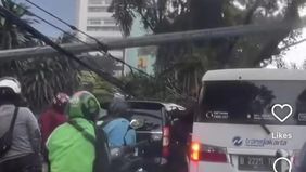 Sebuah pohon tumbang mengganggu arus lalu lintas di kawasan Jalan DI Panjaitan hingga Cawang Sentral, Jakarta Timur pada Kamis siang, 20 November 2025. Informasi mengenai insiden ini disampaikan melalui unggahan video akun Instagram jktinfo, yang men