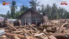 Empat ekor gajah milik Balai Konservasi Sumber Daya Alam (BKSDA) Aceh telah tiba sepenuhnya di Kabupaten Pidie Jaya dan langsung diturunkan untuk mendukung pembersihan material pascabencana banjir.