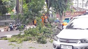 Badan Penanggulangan Bencana Daerah (BPBD) DKI Jakarta melaporkan adanya satu korban luka ringan dalam peristiwa pohon tumbang yang terjadi di Jalan Cilandak KKO, RT 05/RW 01, Kelurahan Cilandak Timur, Kecamatan Pasar Minggu, Jakarta Selatan.