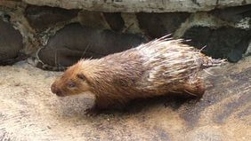 Seorang petani di Kabupaten Madiun, Jawa Timur, harus berhadapan dengan proses hukum setelah merawat satwa dilindungi berupa Landak Jawa. Pria bernama Darwanto (45), warga Desa Tawangrejo, Kecamatan Gemarang, kini duduk sebagai terdakwa di Pengadilan