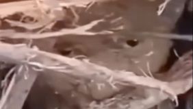 Di tengah dahsyatnya bencana banjir dan longsor yang melanda sejumlah wilayah di Sumatera, sebuah kisah haru datang dari lokasi terdampak. Seorang anak kecil berhasil ditemukan selamat meski sempat terkubur kayu dan lumpur selama berjam-jam.