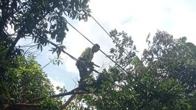 Suku Dinas Pertamanan dan Hutan Kota Jakarta Timur telah menyelesaikan proses evakuasi dua pohon tumbang yang menimpa sebuah bus di wilayah Jakarta Timur.