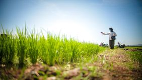 Badan Pusat Statistik (BPS) mencatat produksi beras pada periode Januari&ndash;Desember 2025 diperkirakan mencapai 34,71 juta ton.