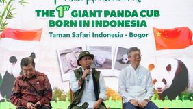 Menteri Kehutanan (Menhut) Raja Juli Antoni menyebut kelahiran bayi panda raksasa (Ailuropoda melanoleuca) di Taman Safari Indonesia sebagai tonggak penting kontribusi Indonesia dalam upaya konservasi satwa langka dunia.