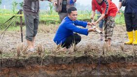 Kementerian Energi dan Sumber Daya Mineral (ESDM) menurunkan tim ahli dari Badan Geologi Bandung untuk melakukan kajian terhadap fenomena tanah amblas atau sinkhole yang muncul di kawasan pertanian milik warga Jorong Tepi, Nagari Situjuah Batua, Kabu
