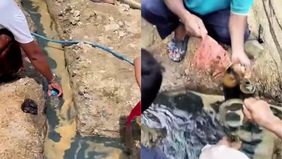 Warga Desa Panyaksagan, Kecamatan Klampis, Kabupaten Bangkalan, Madura, dibuat heboh oleh peristiwa tak terduga saat proses pengeboran sumur bor, Kamis (8/1/2026). Upaya yang semula ditujukan untuk mendapatkan sumber air bersih justru memunculkan cai
