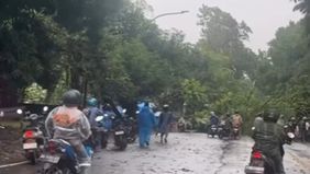 Hujan deras disertai angin kencang menyebabkan sebuah pohon berukuran besar tumbang di Jalan Perintis Kemerdekaan, Kota Makassar, tepatnya di depan Hotel Dalton, pada Minggu sore (11/01). Peristiwa ini sempat menggegerkan pengguna jalan dan warga sek