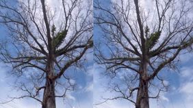 Pohon randu alas berusia ratusan tahun yang menjadi ikon Desa Tuksongo, Kecamatan Borobudur, Kabupaten Magelang batal ditebang.