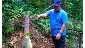 Bunga bangkai raksasa Amorphophallus titanum yang terancam punah diperkirakan akan mekar sempurna di Kebun Raya Bogor pada Februari 2026.