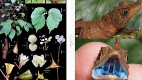 Peneliti PRBE BRIN berhasil menemukan 51 spesies baru pada tahun 2025, memperkaya biodiversitas dan riset biosistematika Indonesia.